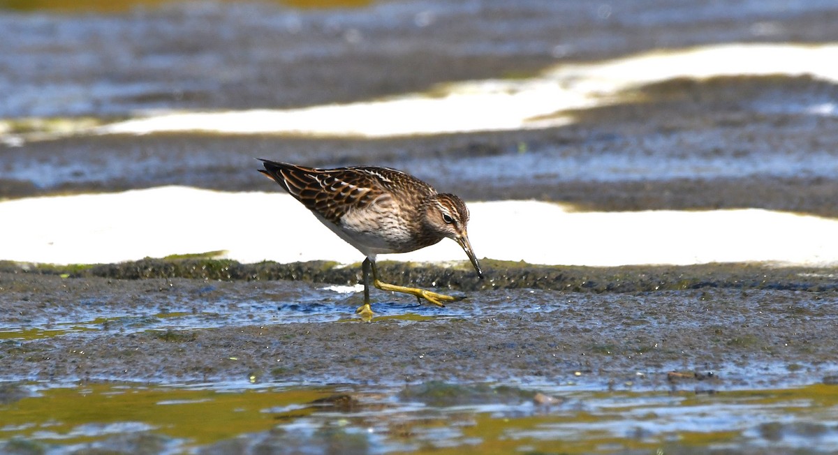 Pectoral Sandpiper - ML623711743