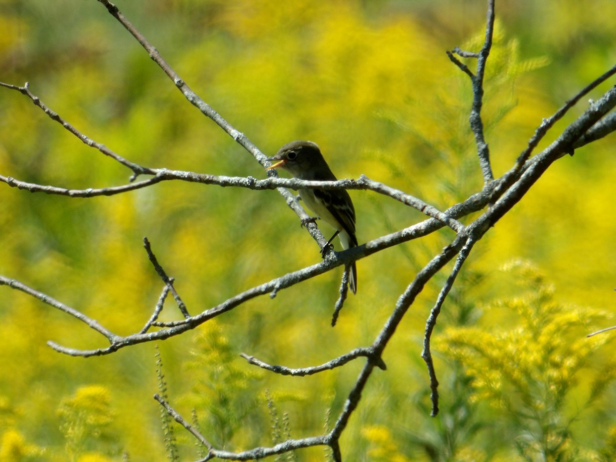 Yellow-bellied Flycatcher - ML623711756