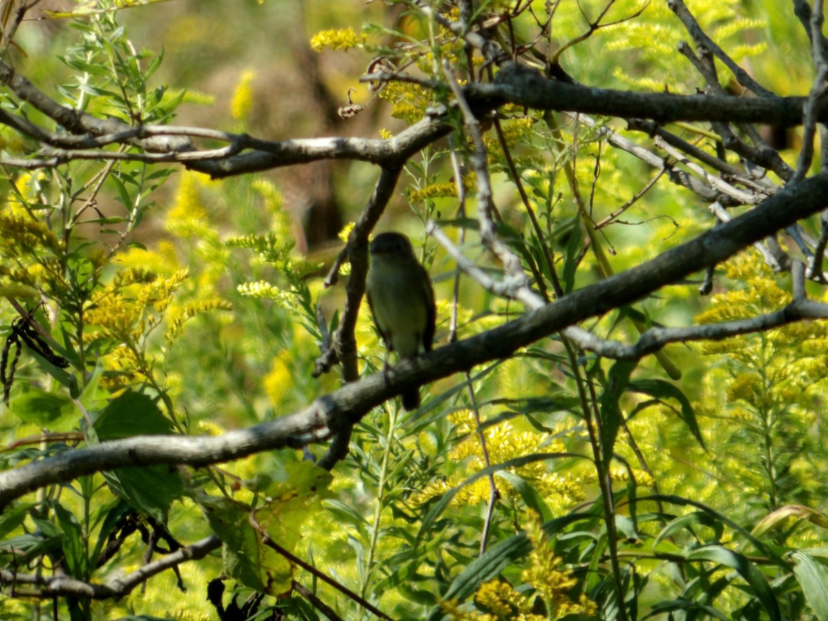 Yellow-bellied Flycatcher - Bill Stanley