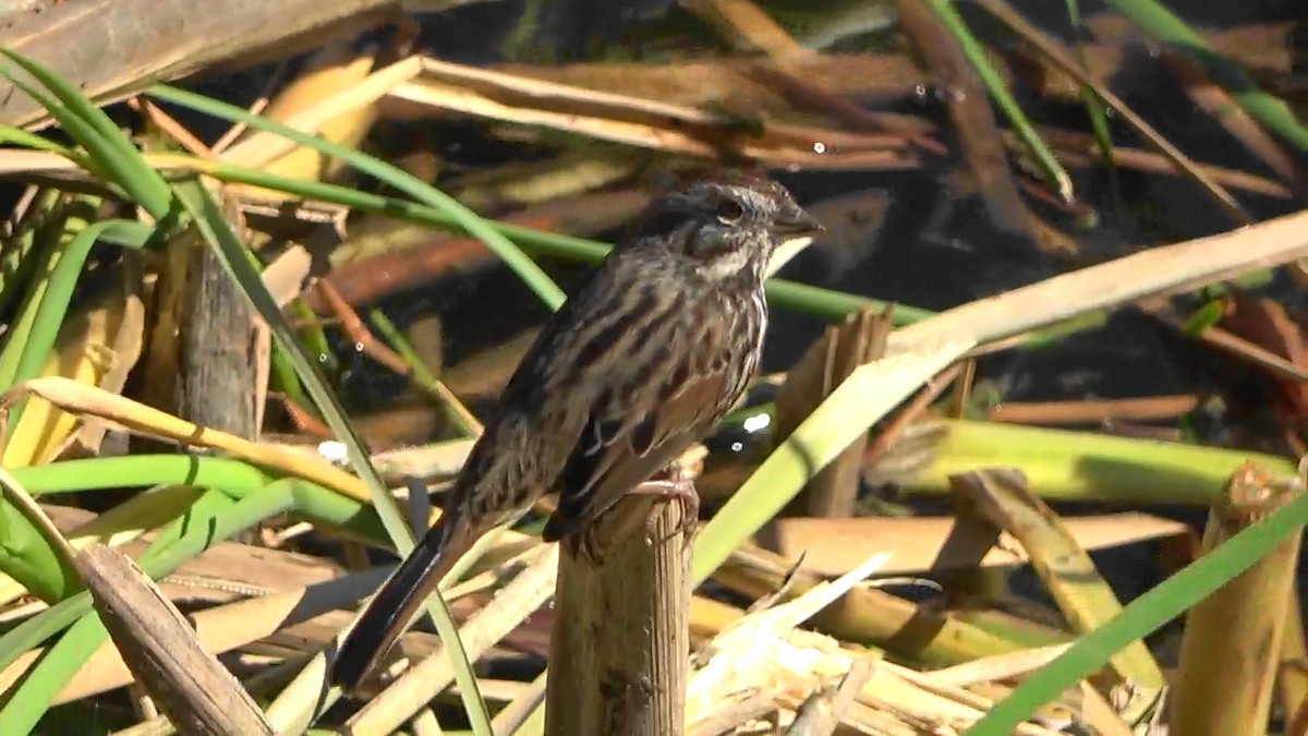 Song Sparrow - ML623711760