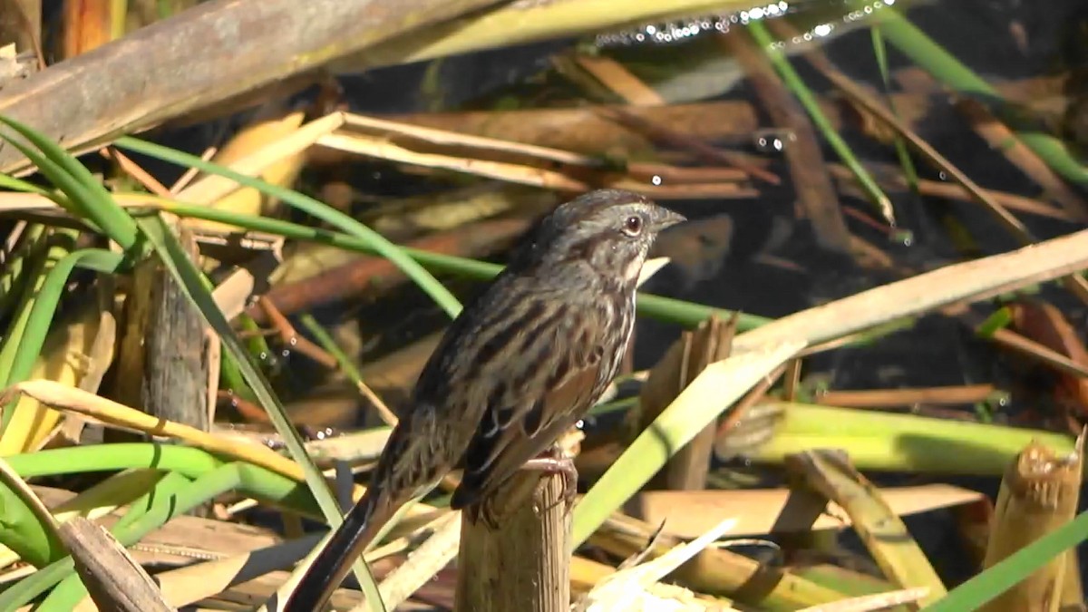 Song Sparrow - ML623711761