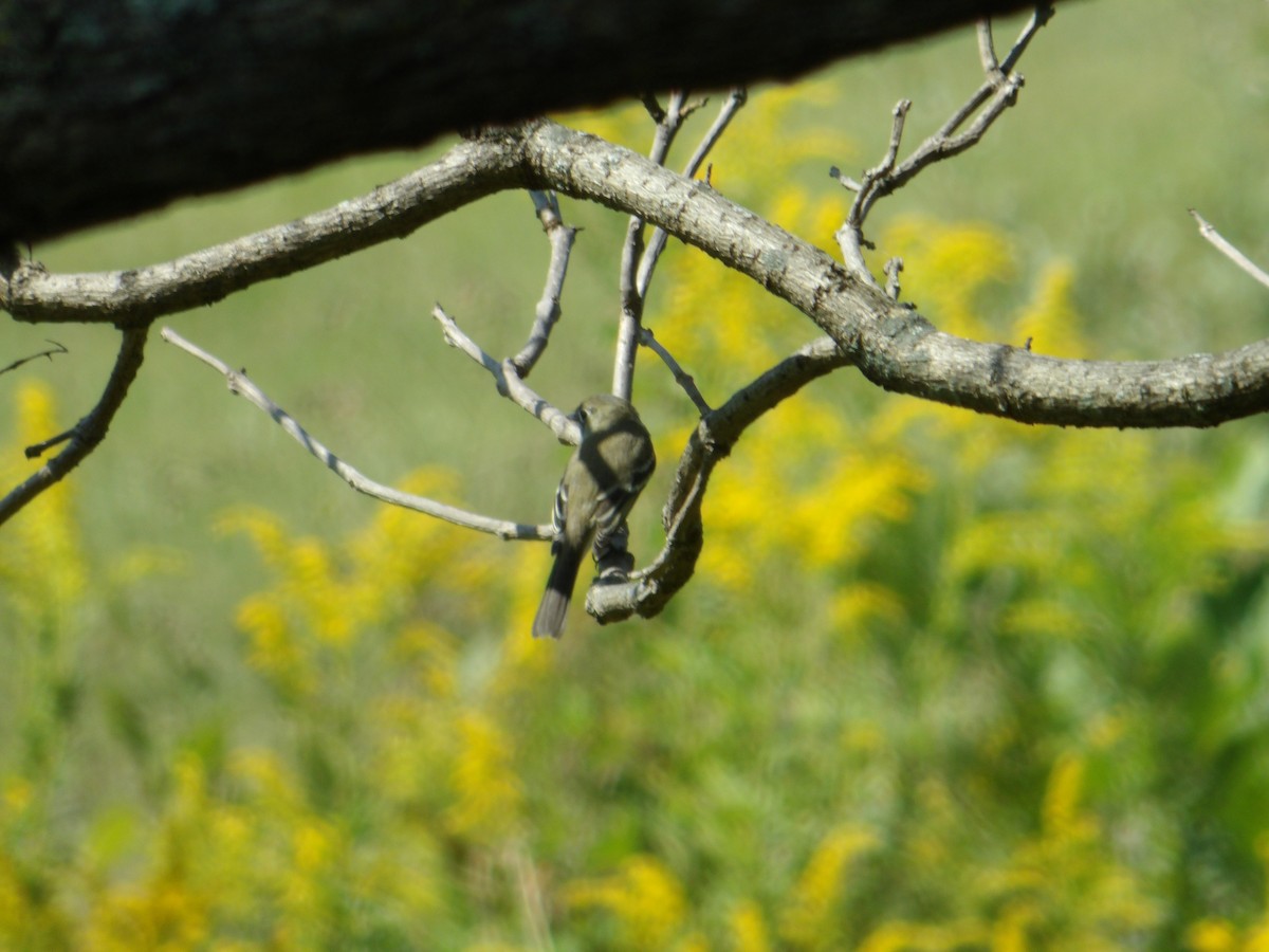 Yellow-bellied Flycatcher - ML623711770