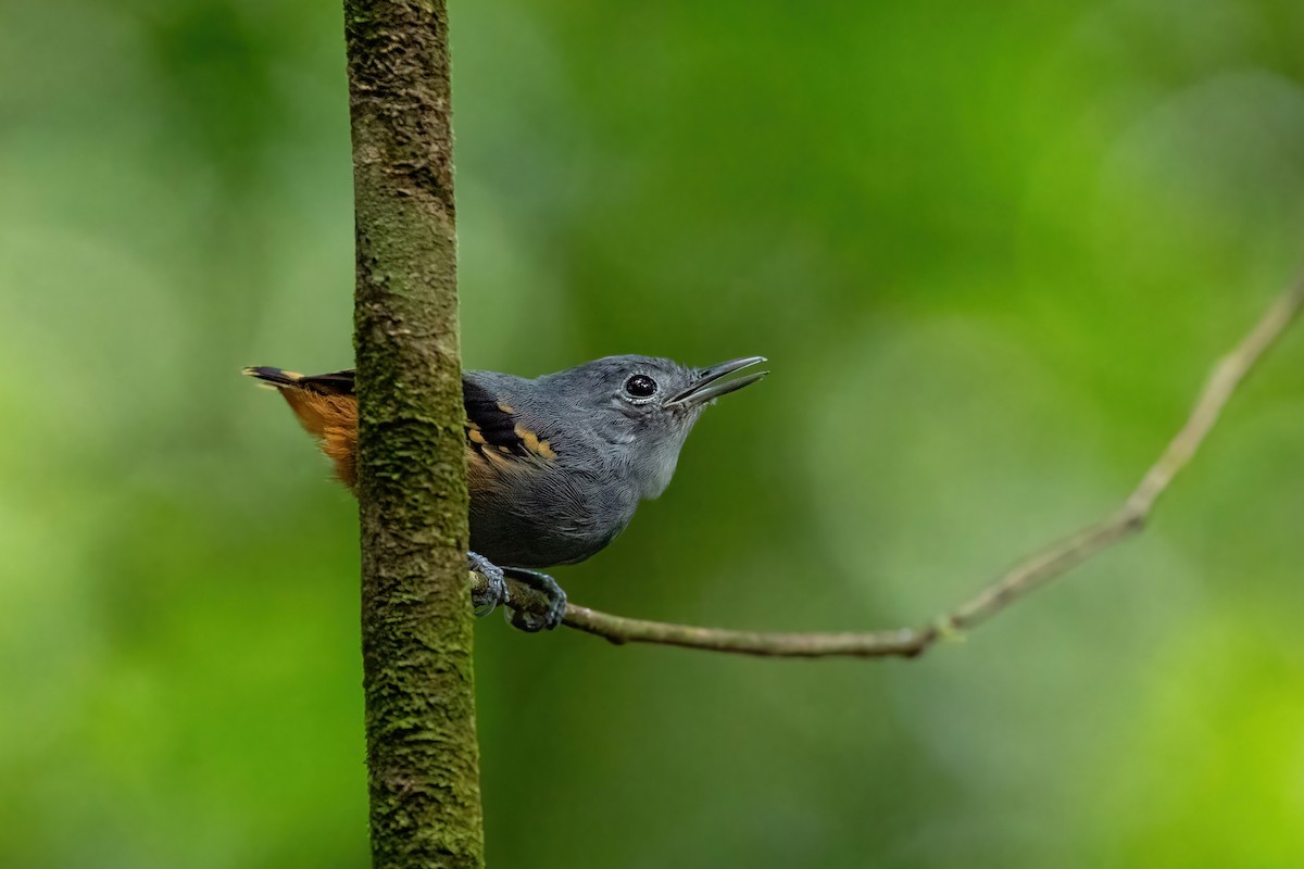 Rufous-bellied Antwren - ML623711776