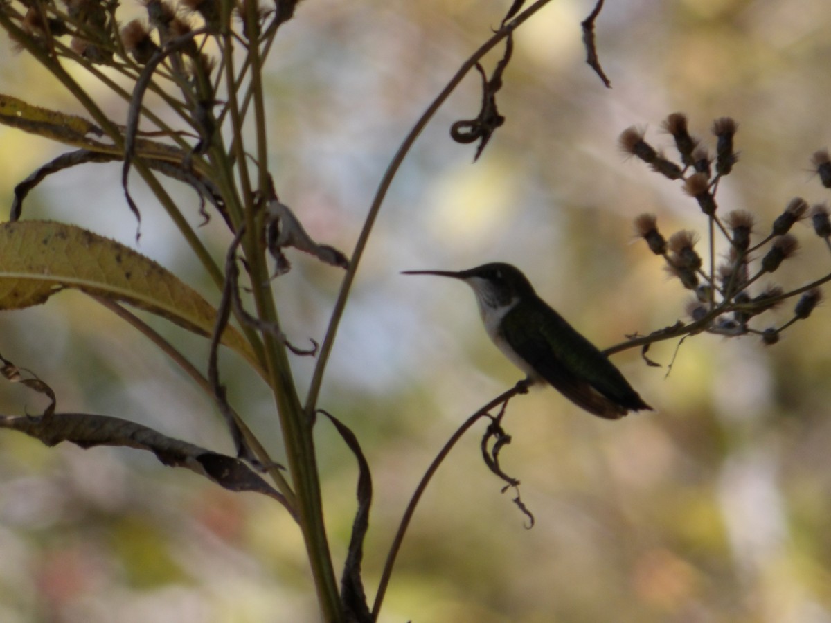 Ruby-throated Hummingbird - ML623711799