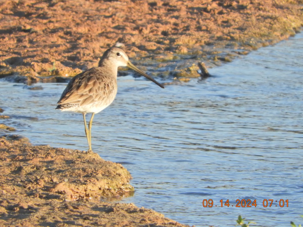 Long-billed Dowitcher - ML623711800