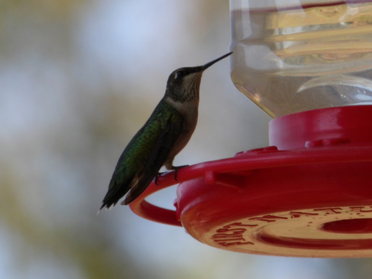 Ruby-throated Hummingbird - ML623711805