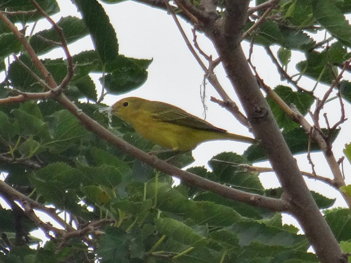 Yellow Warbler (Northern) - ML623711838