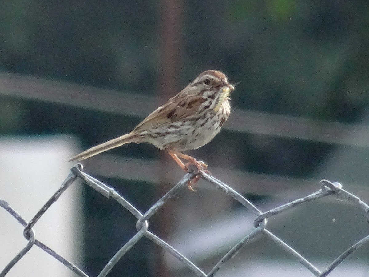 Song Sparrow (melodia/atlantica) - ML623711842