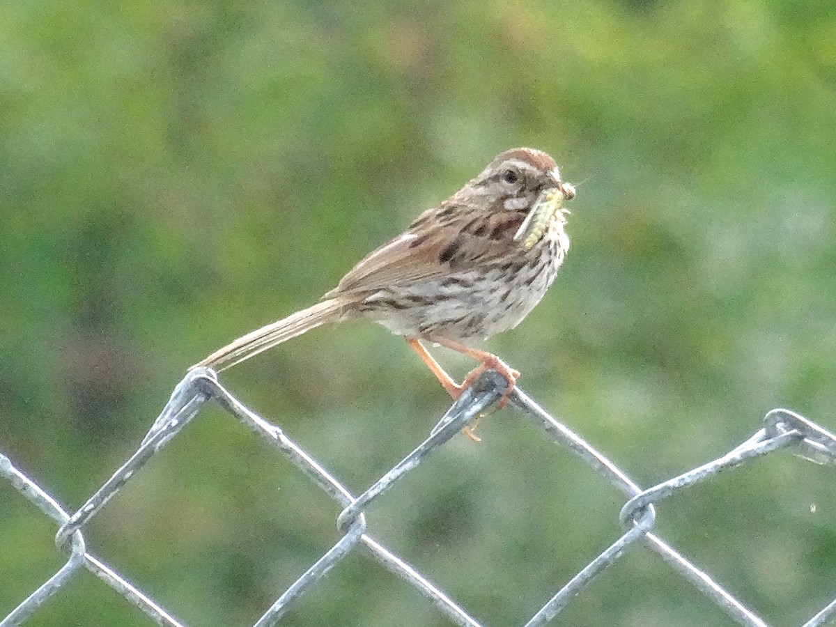 Song Sparrow (melodia/atlantica) - John Tollefson