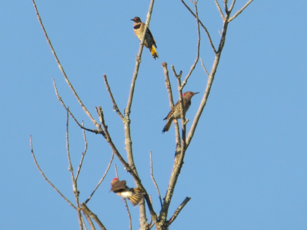 Northern Flicker (Yellow-shafted) - ML623711891