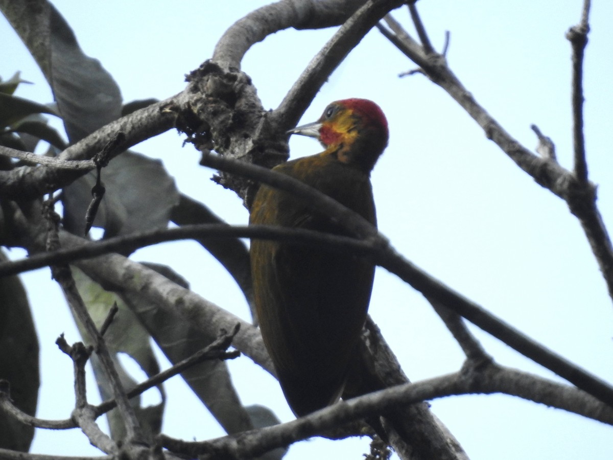 White-throated Woodpecker - ML623711939