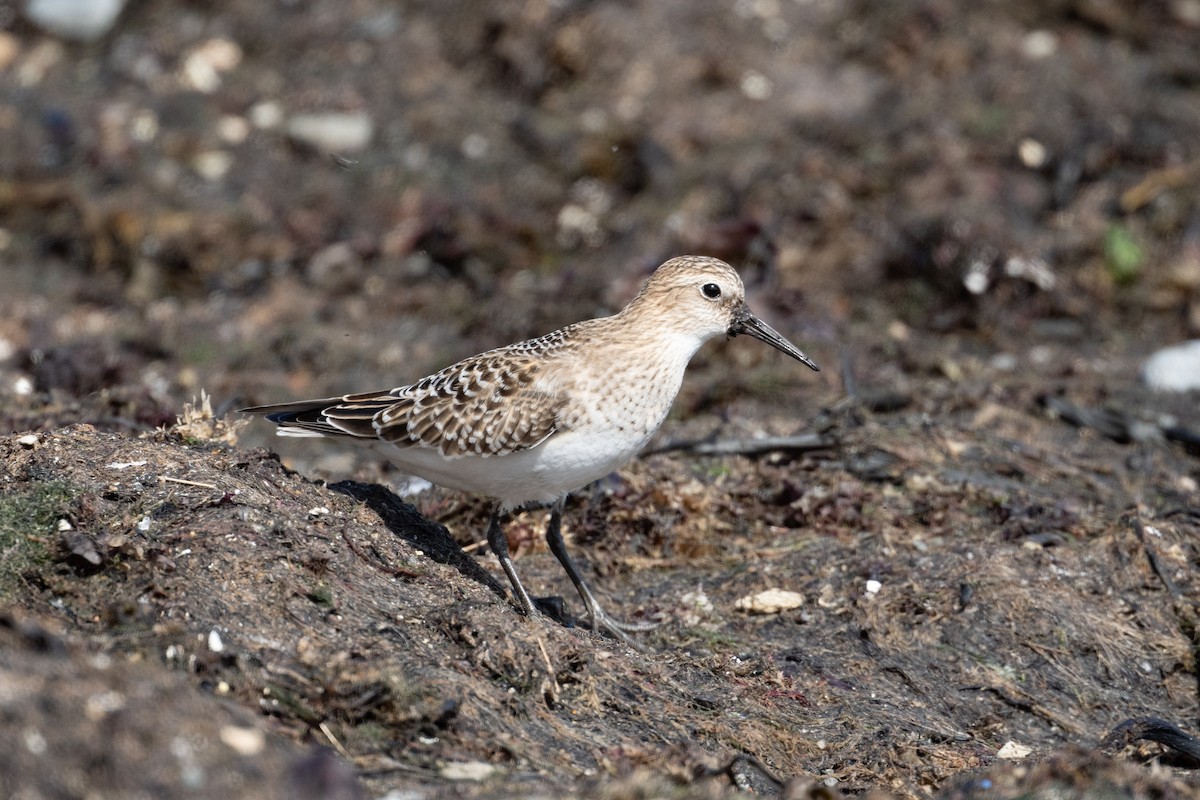 Baird's Sandpiper - ML623711949