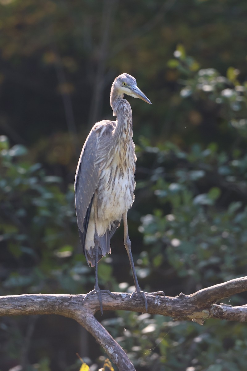 Great Blue Heron - ML623711950