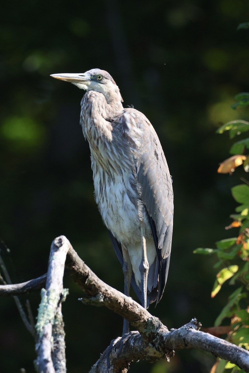 Great Blue Heron - ML623711951