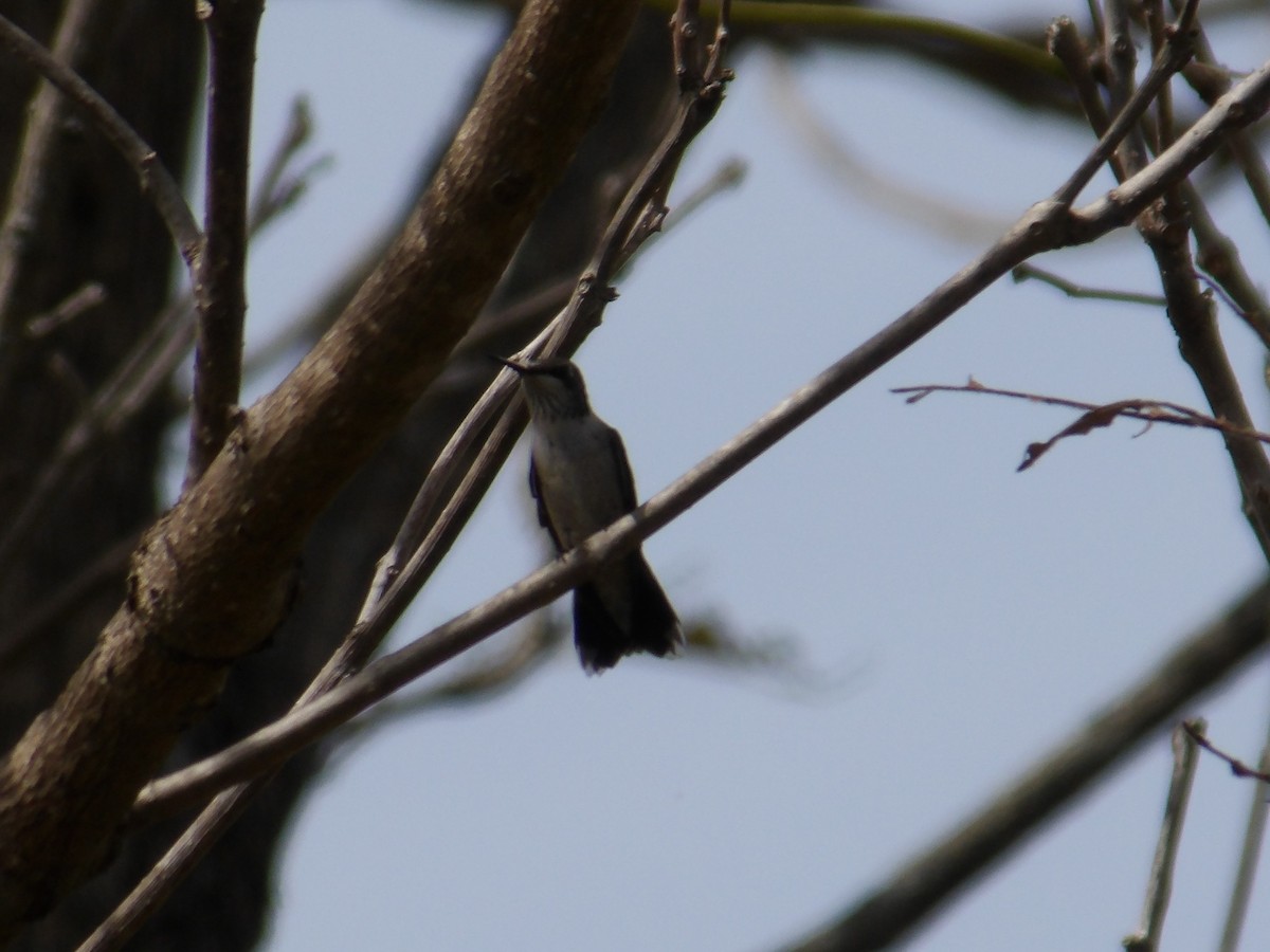 Ruby-throated Hummingbird - ML623711979