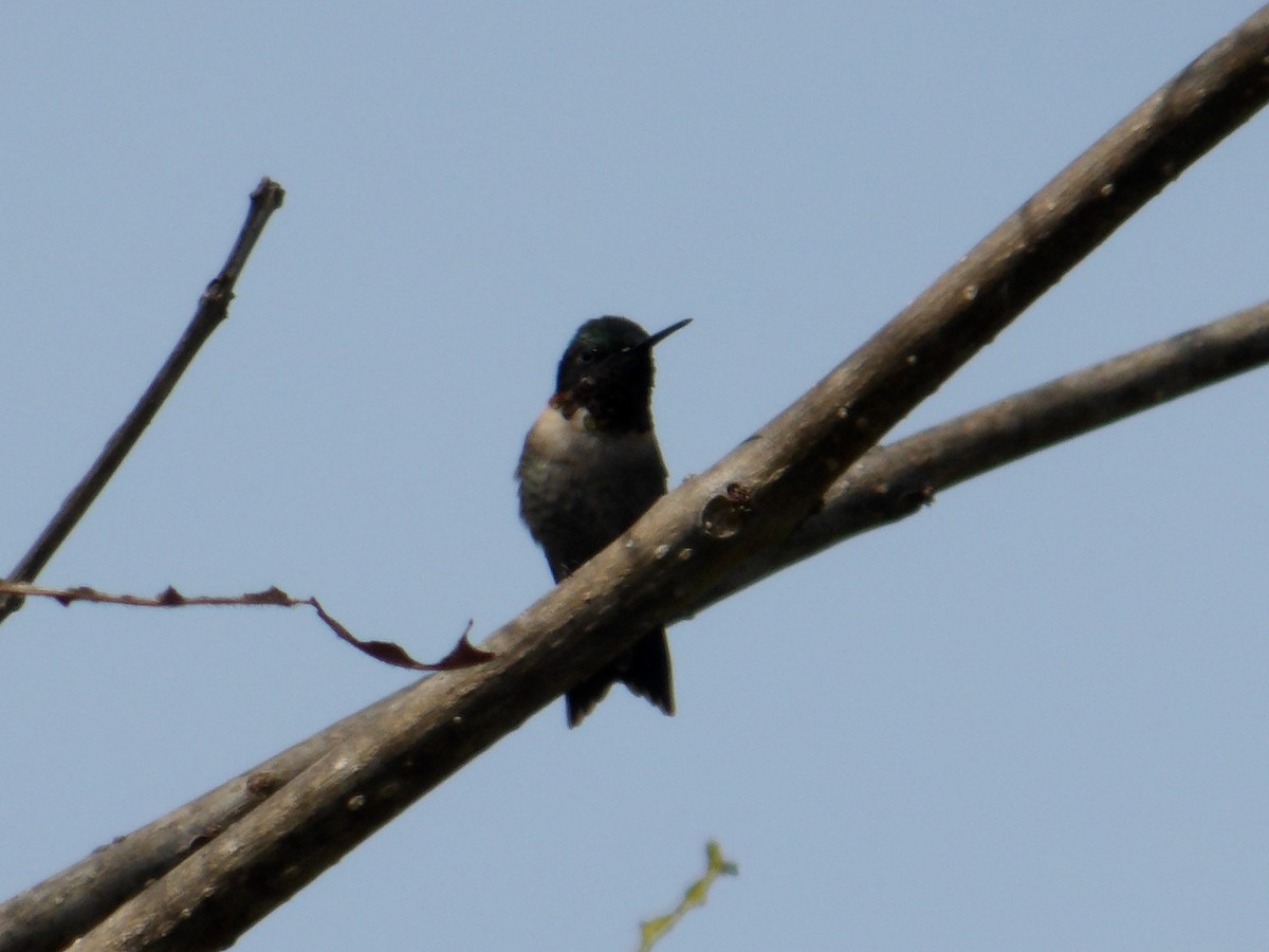 Ruby-throated Hummingbird - ML623711980