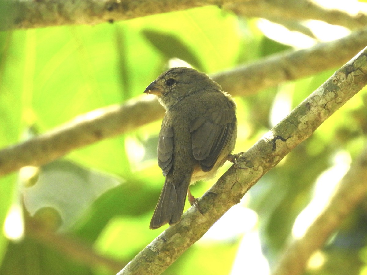 Dull-colored Grassquit - ML623711981