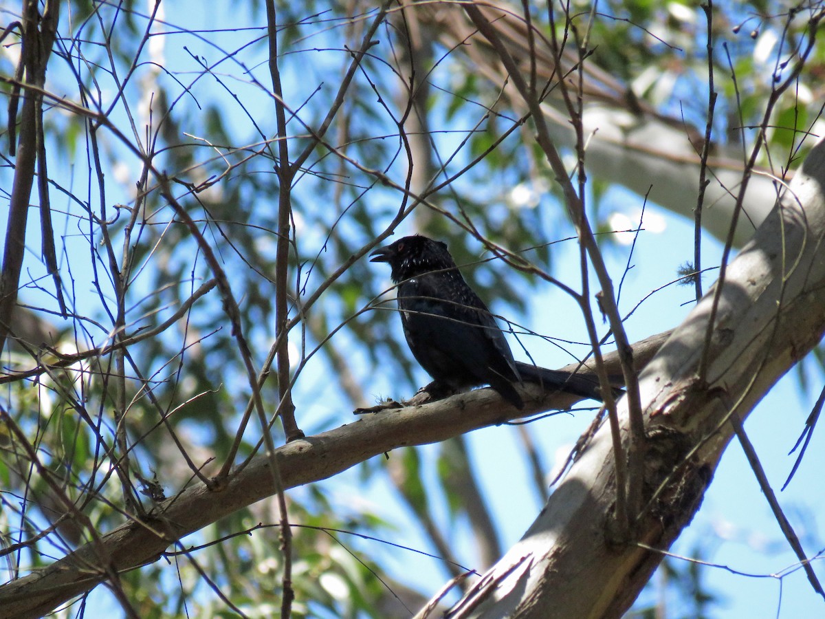 brokadedrongo - ML623711994