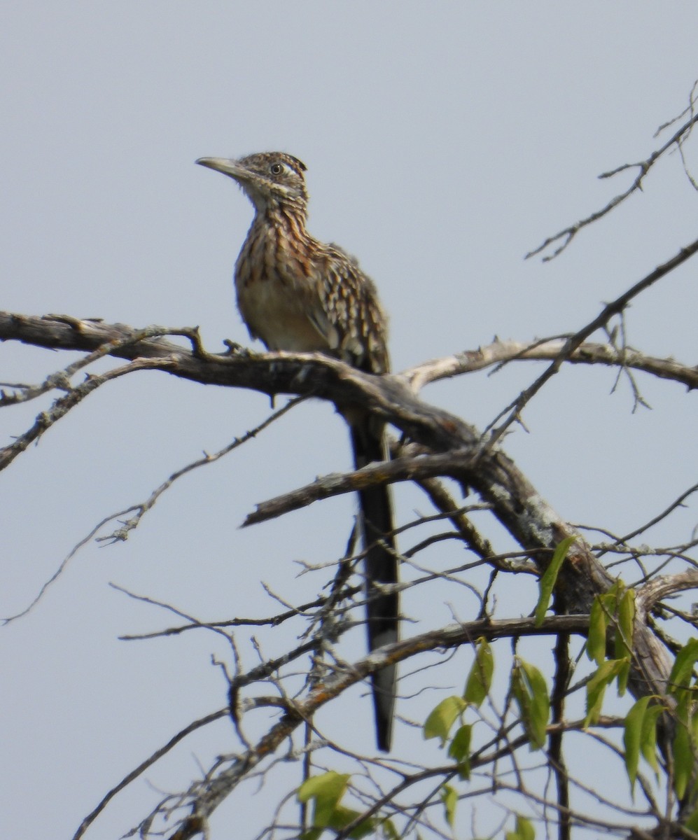 Greater Roadrunner - ML623711995