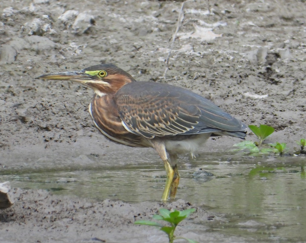 Green Heron - ML623712005