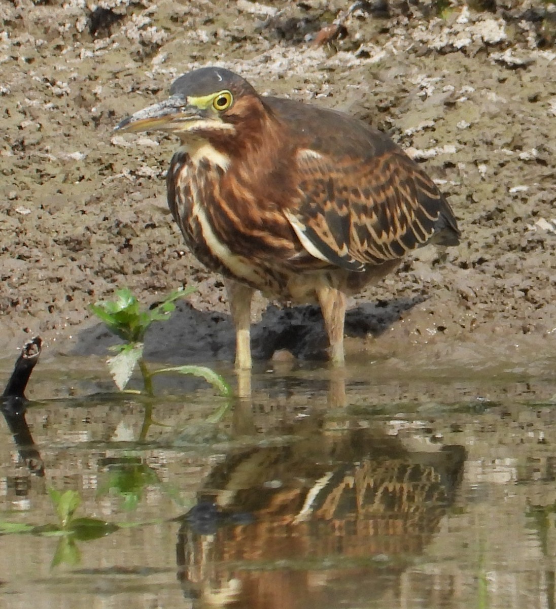 Green Heron - ML623712006