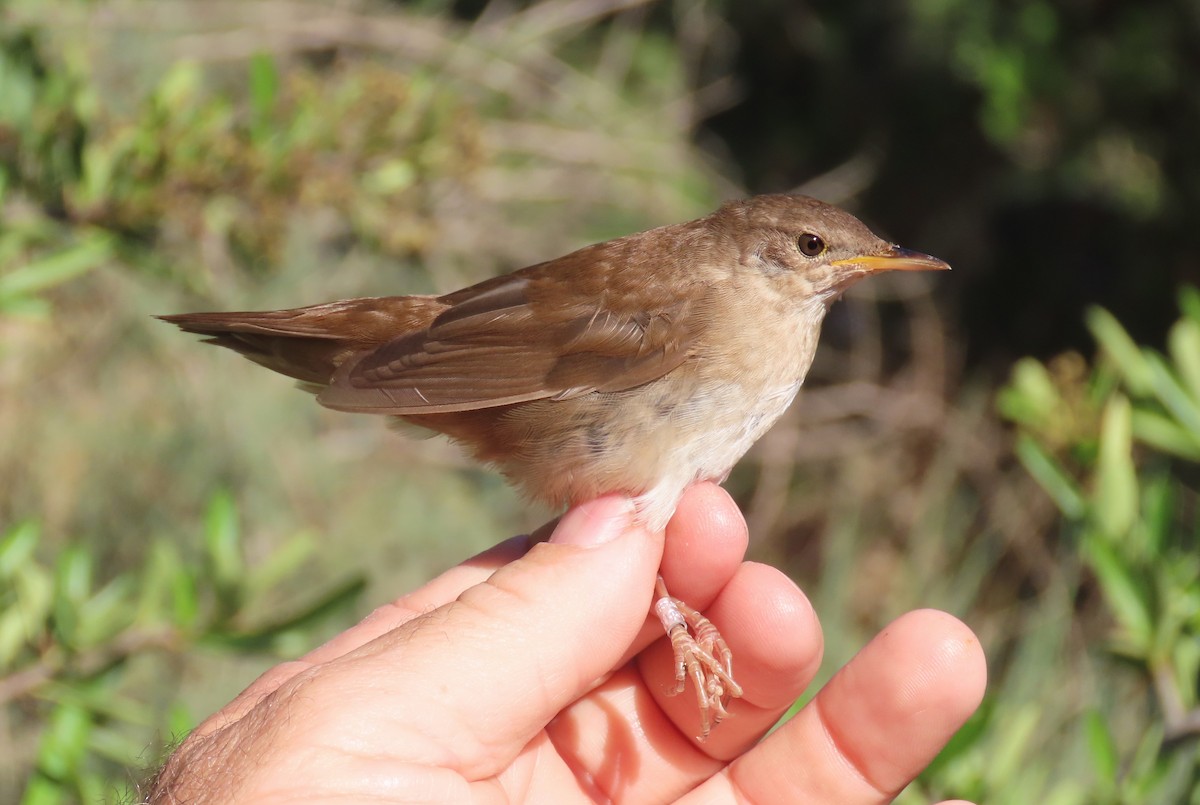 Savi's Warbler - ML623712028