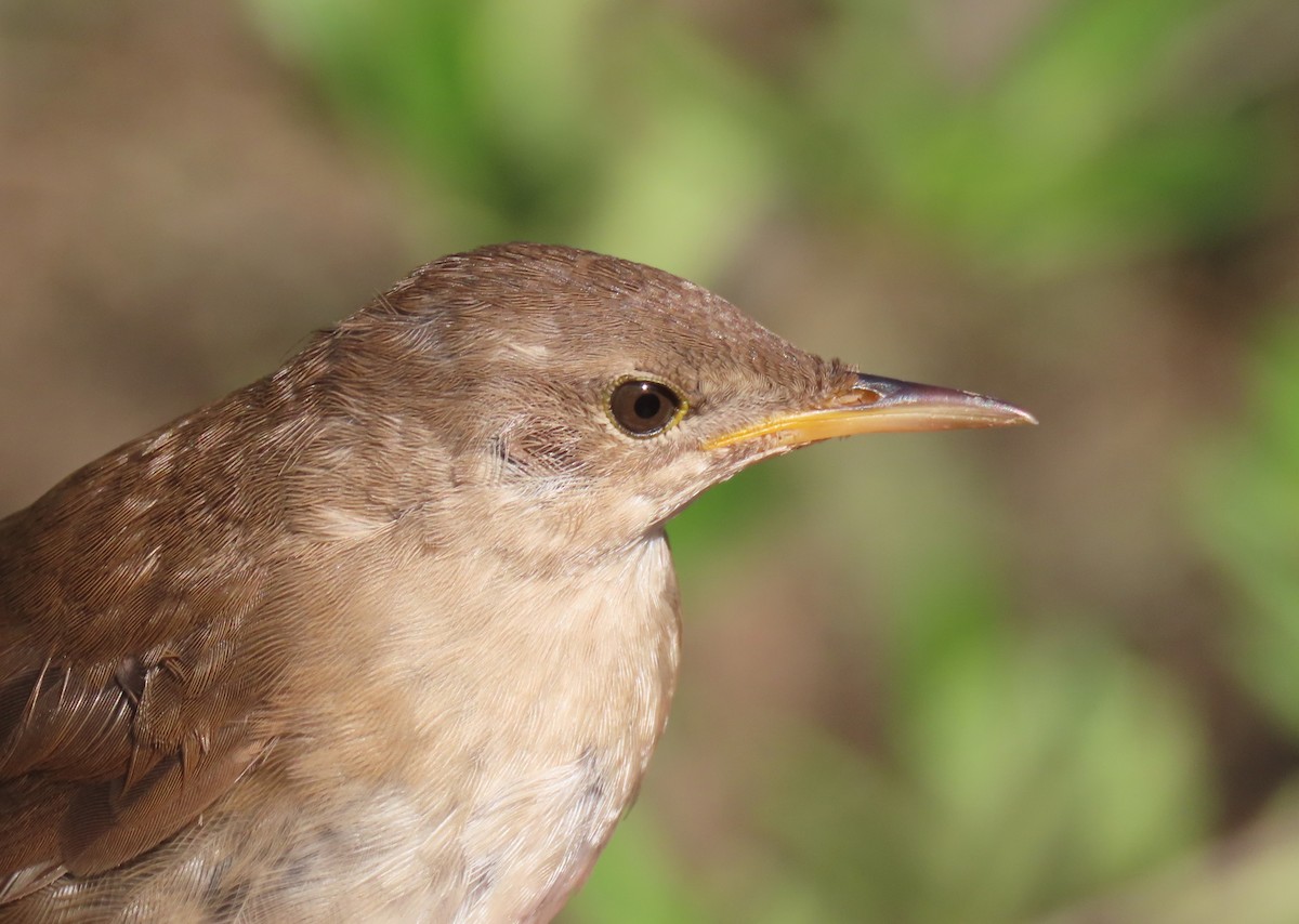 Savi's Warbler - ML623712029