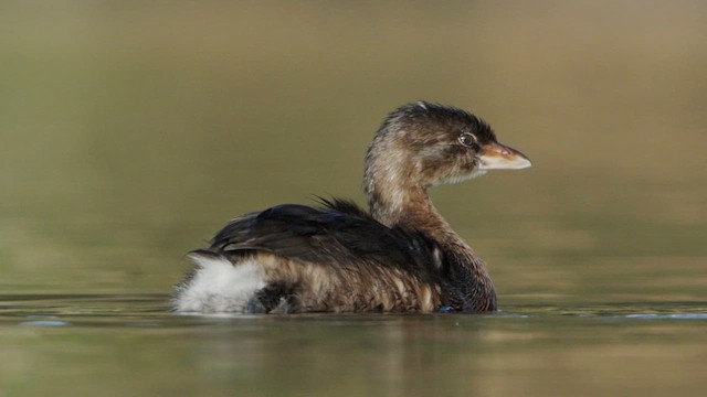 Pied-billed Grebe - ML623712070