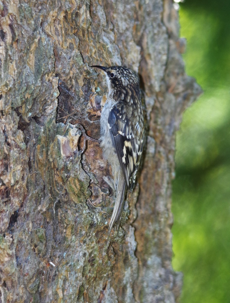 Brown Creeper - ML623712072