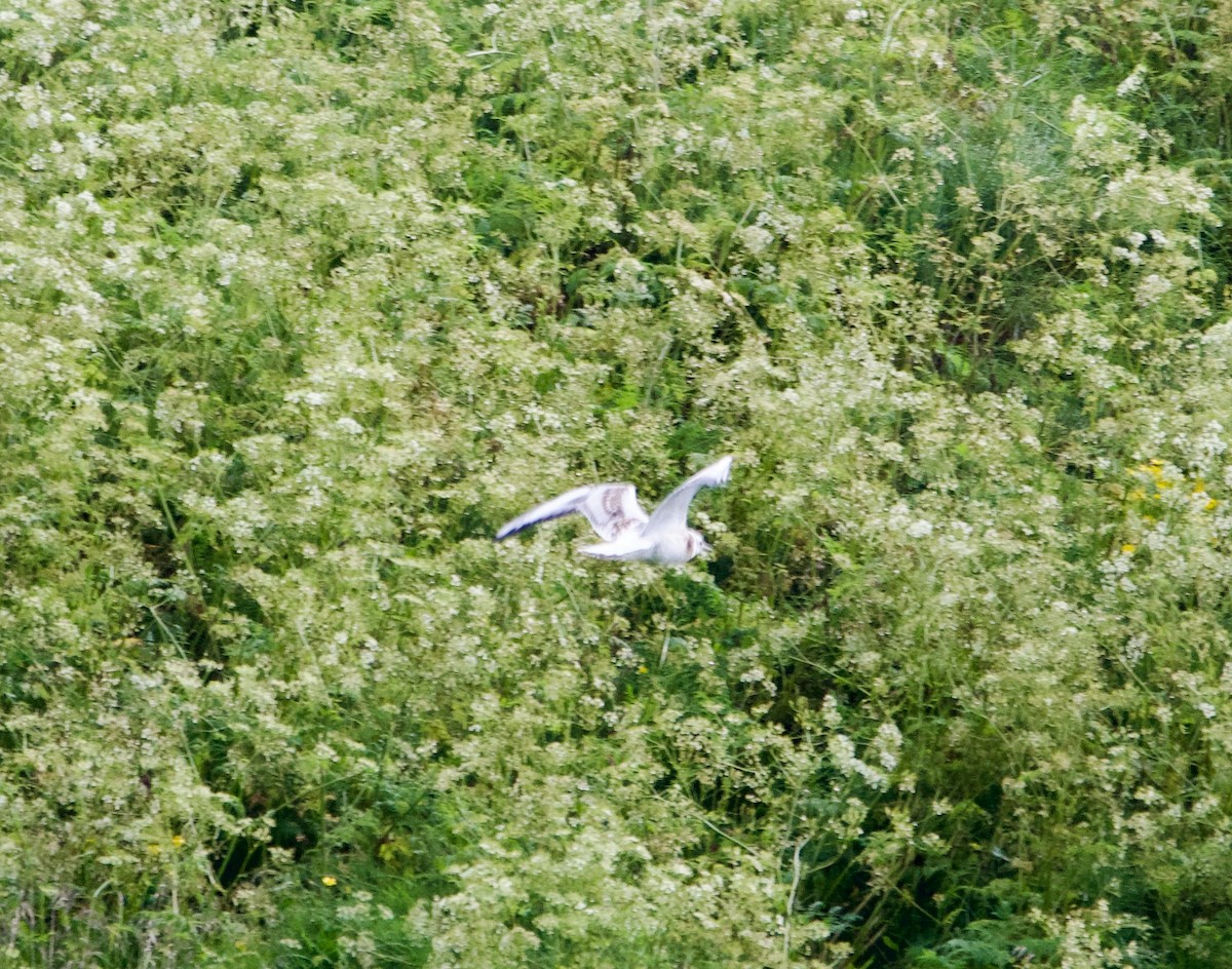 Black-legged Kittiwake - ML623712073