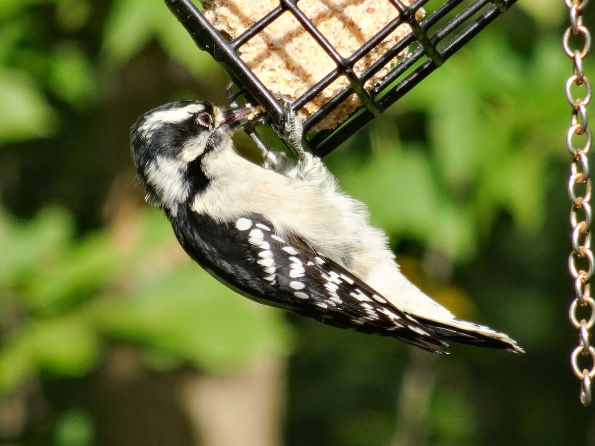 Downy Woodpecker (Eastern) - ML623712078