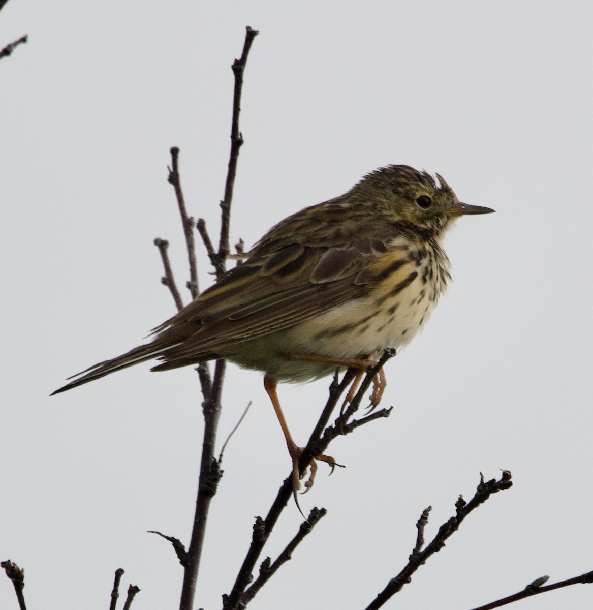 Meadow Pipit - ML623712134