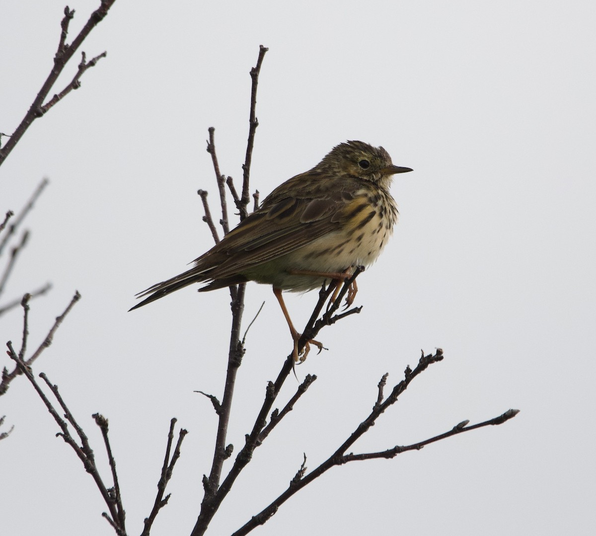 Meadow Pipit - ML623712135