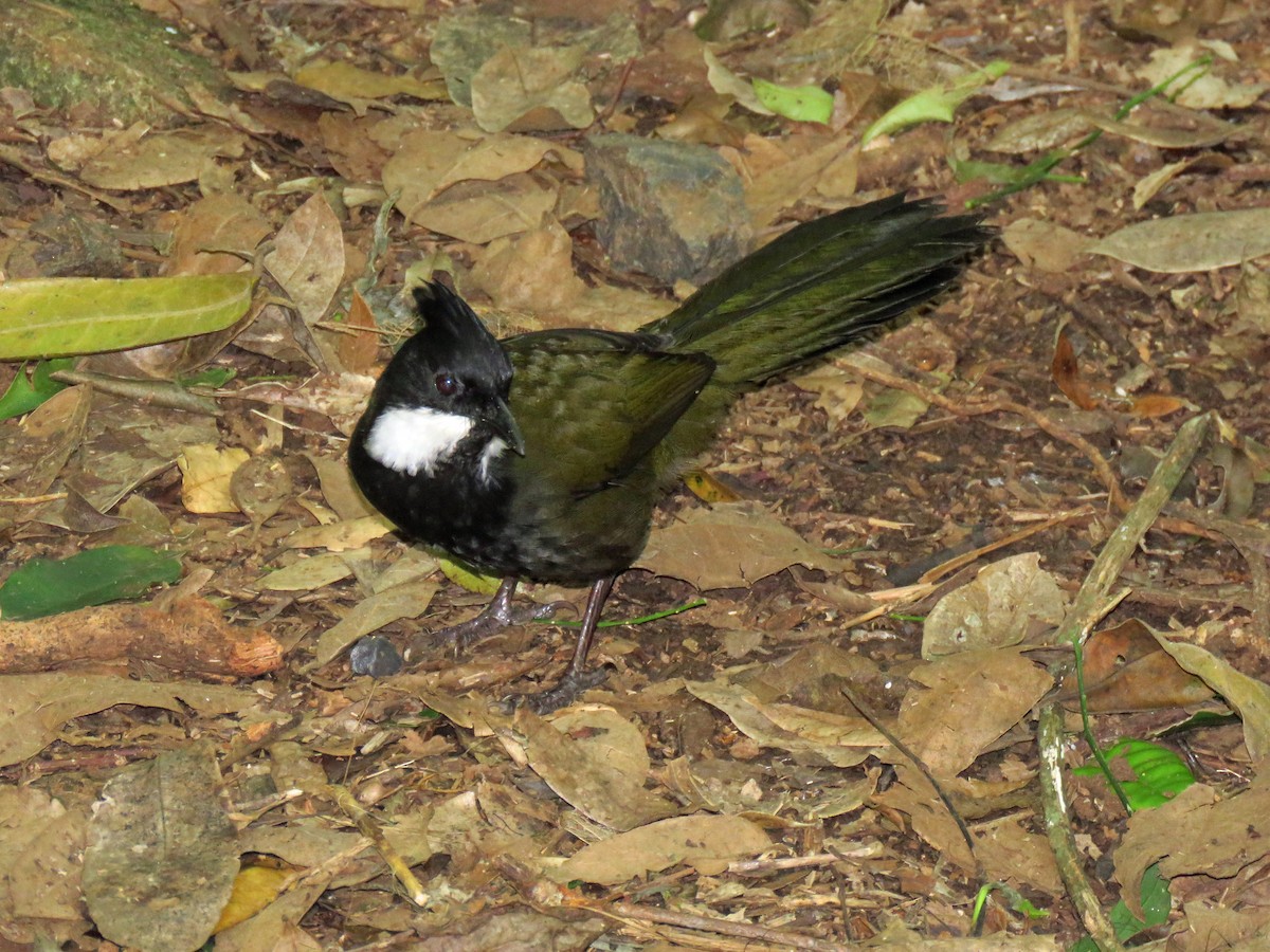 Eastern Whipbird - ML623712175