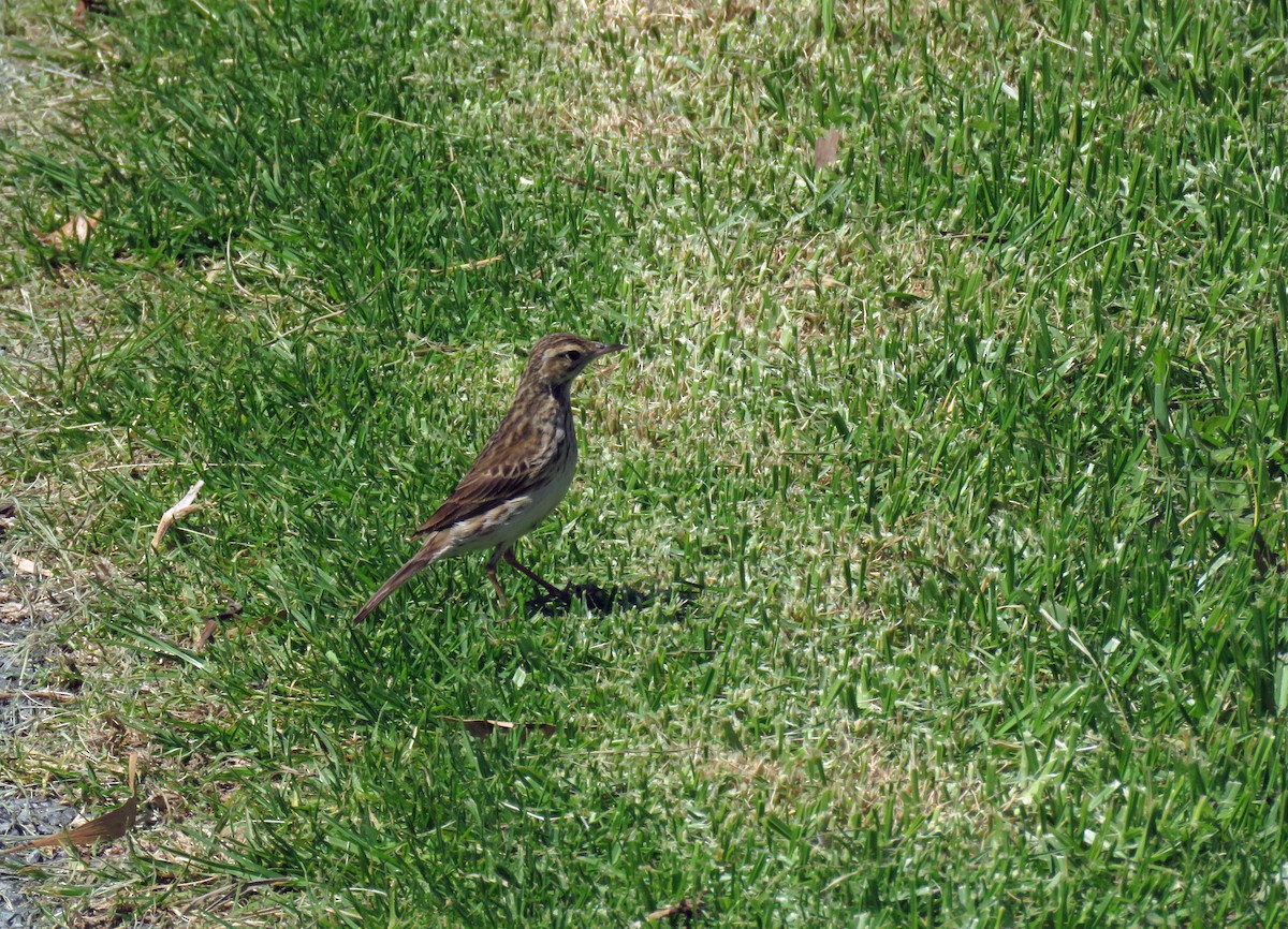 Australian Pipit - ML623712181