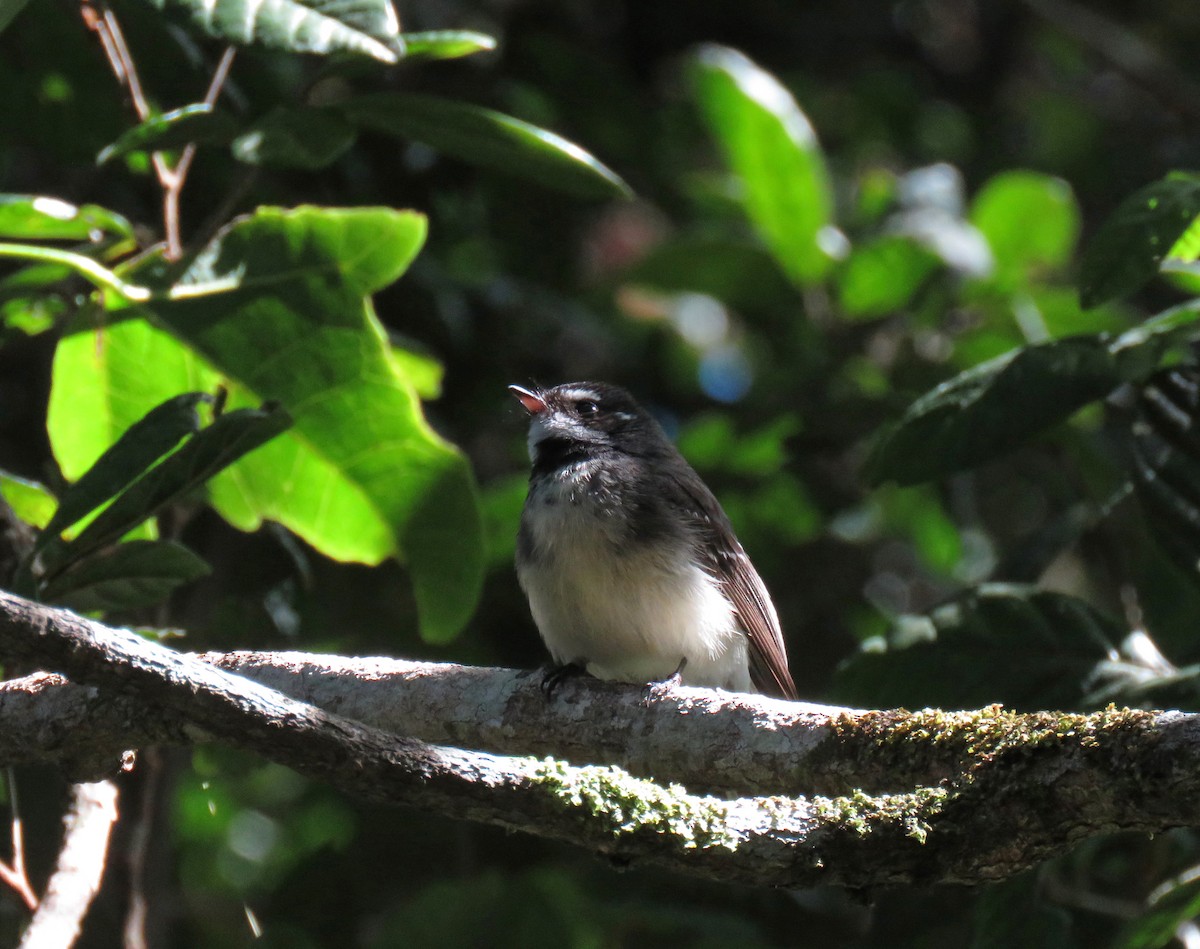 Gray Fantail - ML623712209