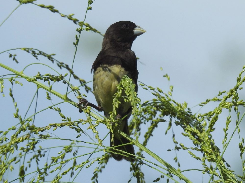 Yellow-bellied Seedeater - ML623712233