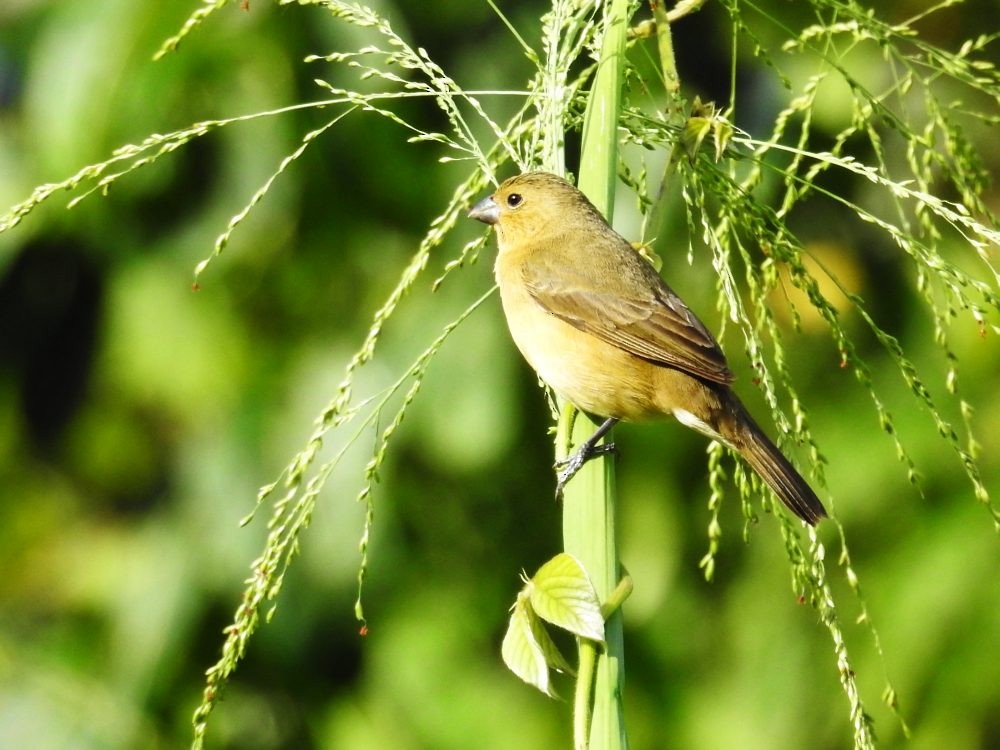 Yellow-bellied Seedeater - ML623712236