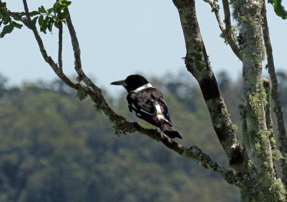 Pied Butcherbird - ML623712247