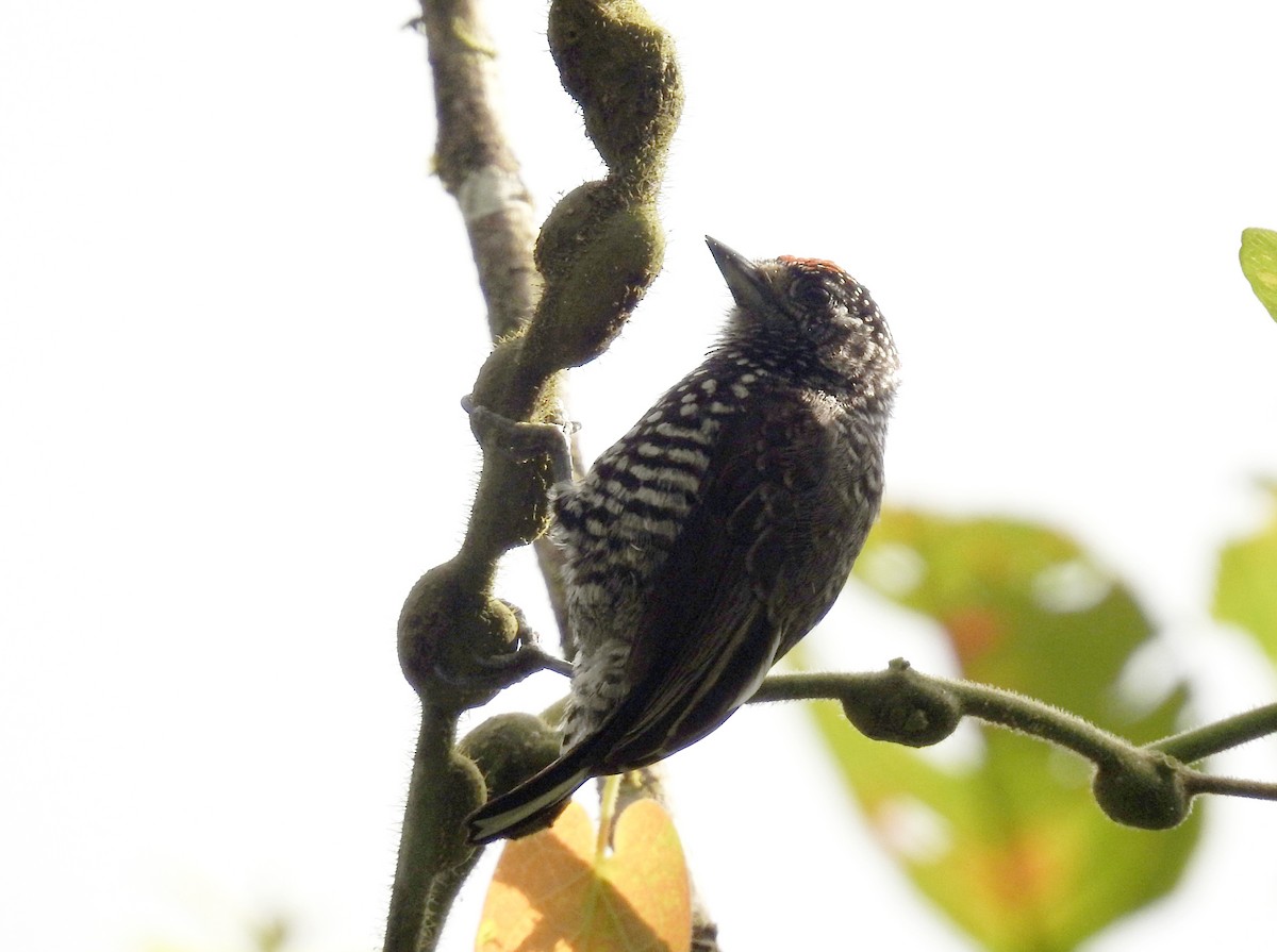 Speckle-chested Piculet - ML623712254