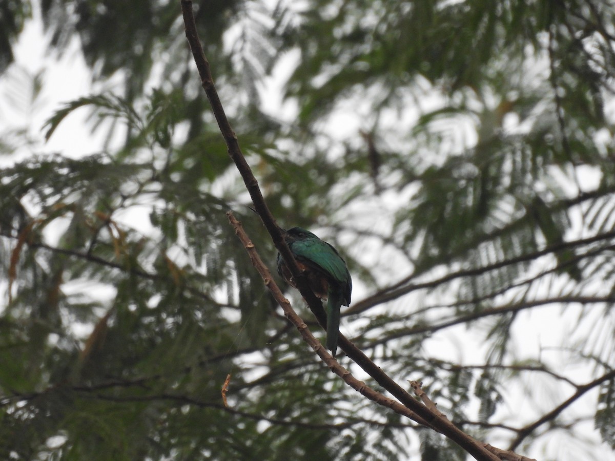 Bluish-fronted Jacamar - ML623712268