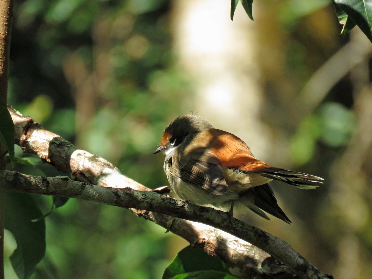 Australian Rufous Fantail - ML623712270