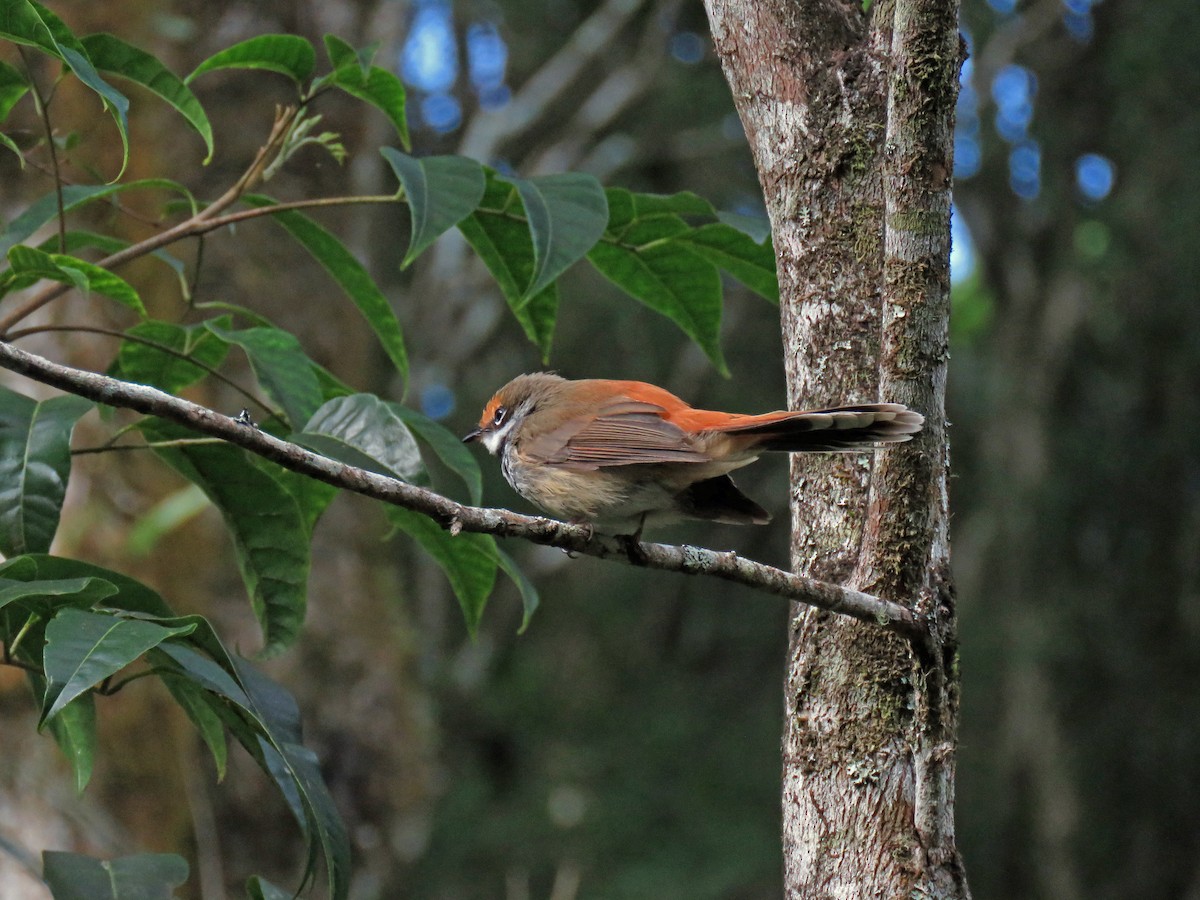 Australian Rufous Fantail - ML623712273