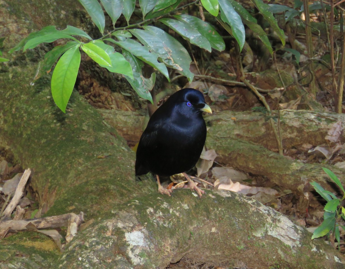 Satin Bowerbird - Roger Robb