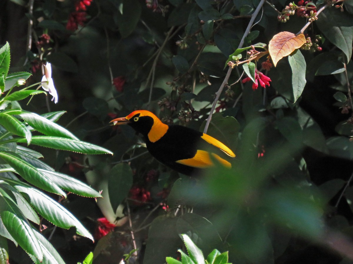 Regent Bowerbird - ML623712300