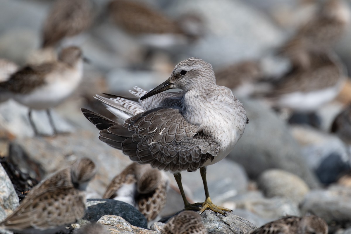 Red Knot - ML623712306