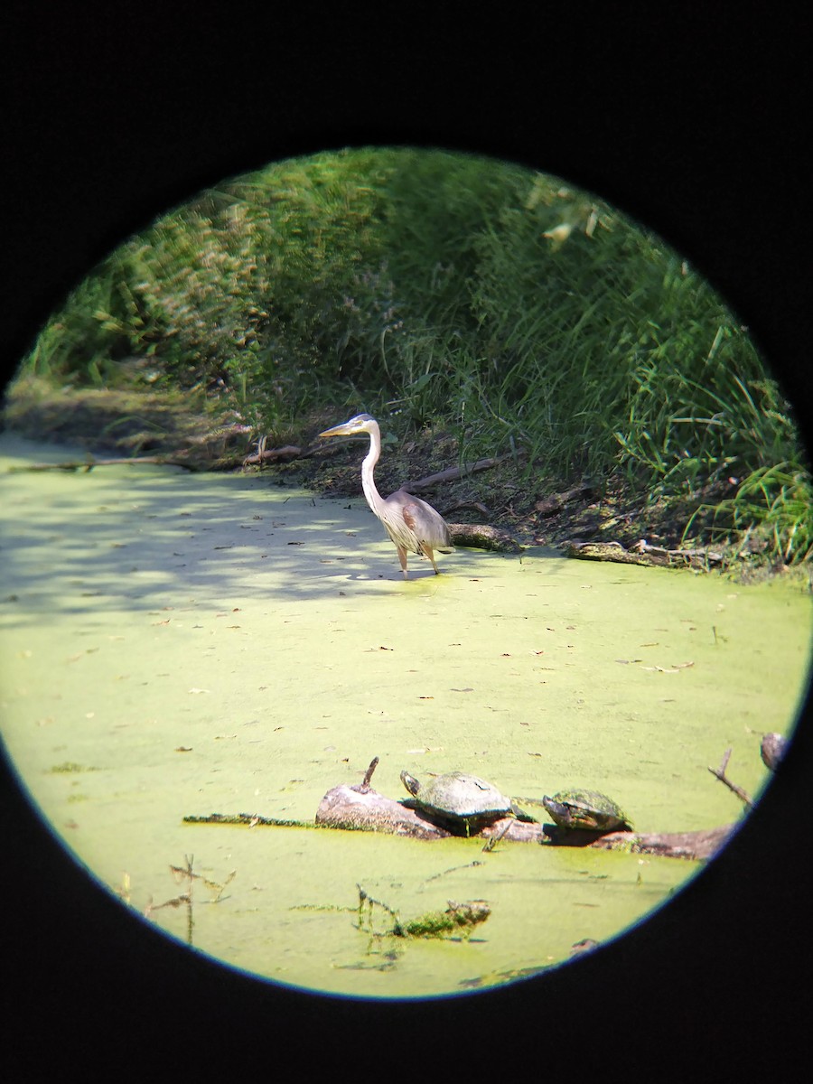 Great Blue Heron - ML623712309