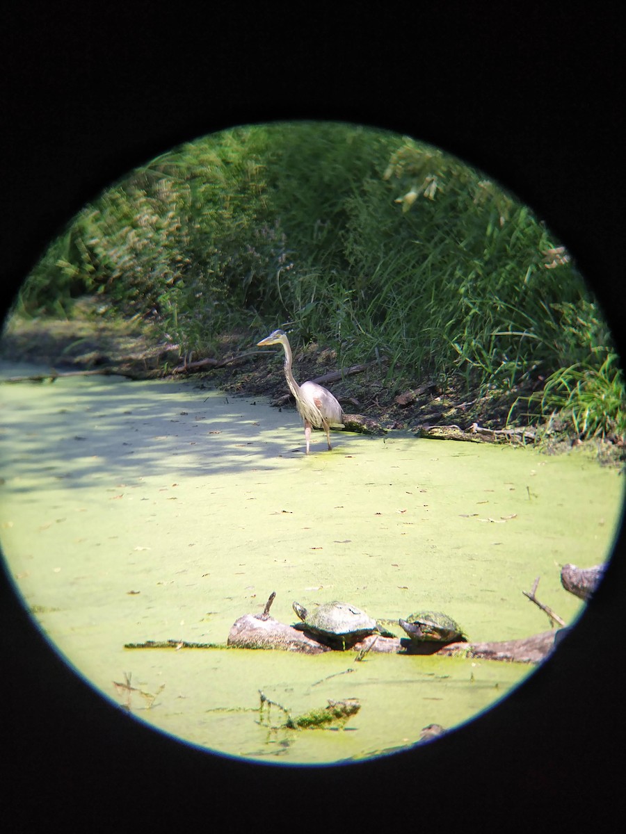 Great Blue Heron - ML623712310