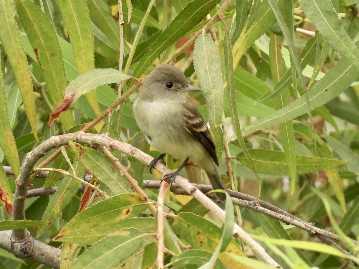 Willow Flycatcher - Joshua Mitchell