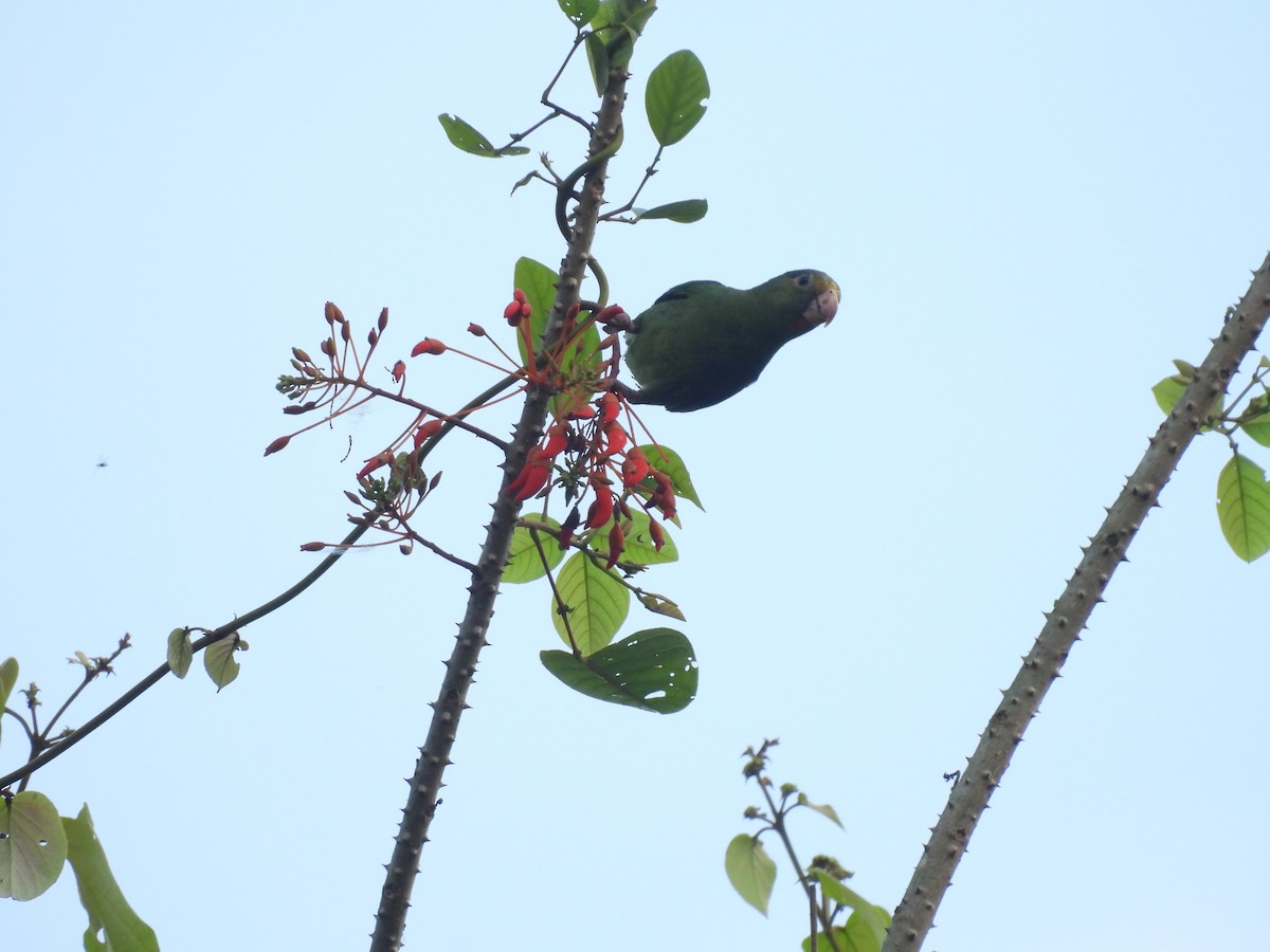 Cobalt-winged Parakeet - ML623712365